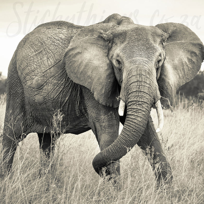 African Elephant Wall Mural - Sepia Elephant Wallpaper - StickyThings