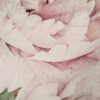 Close up of the watercolour detail in the pink and cream peony wall stickers