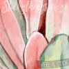 Close up of the Protea Wall Art