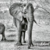 A close up of Elephant Photo Wallpaper Mural