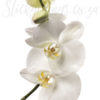 A close up of Giant Peel and Stick Orchid Wall Decal