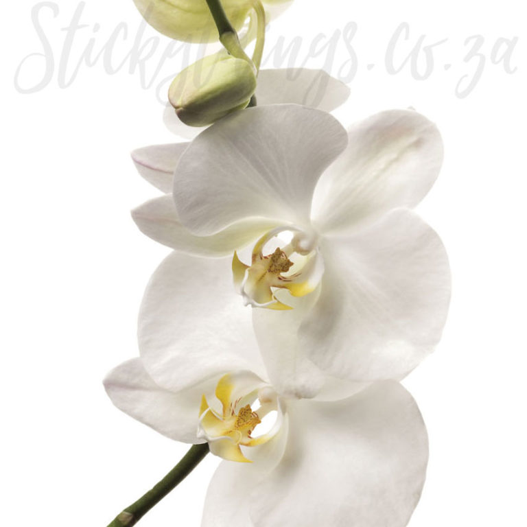 A close up of Giant Peel and Stick Orchid Wall Decal