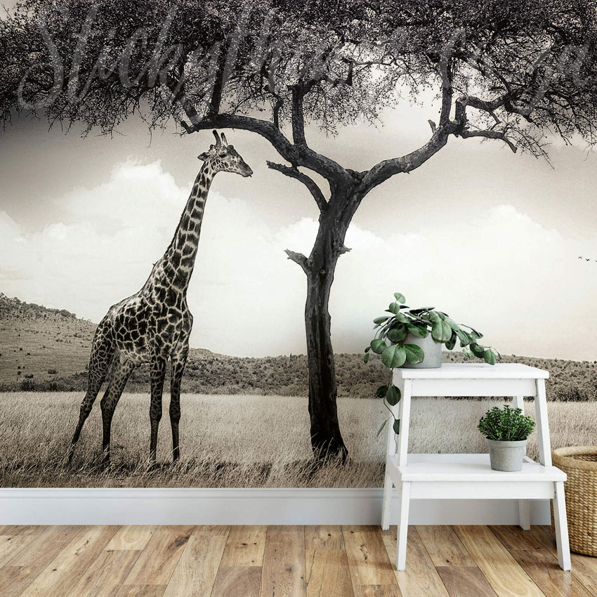 Giraffe Wall Mural Giraffe And Acacia In Savannah Wallpaper Mural