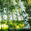 A close up of Birch Forest Wall Mural
