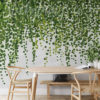 Hanging Plants Wall Mural on a wall