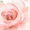 A close up of Loose Watercolour Rose Wall Stickers