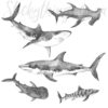 Monochrom Shark Wall Decals on a wall