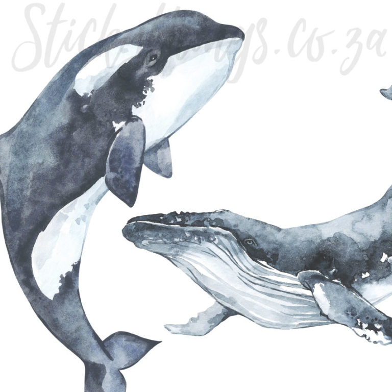 A close up of Painted Whale Wall Art Decals