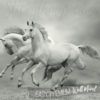 White Wild Horses Wall Mural on a wall