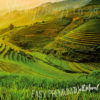 A close up of Rice Cropland Wallpaper Mural
