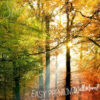 A close up of Autumn Trees Wallpaper Mural