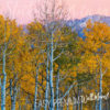 A close up shot of Birches and Mountains Wall Mural