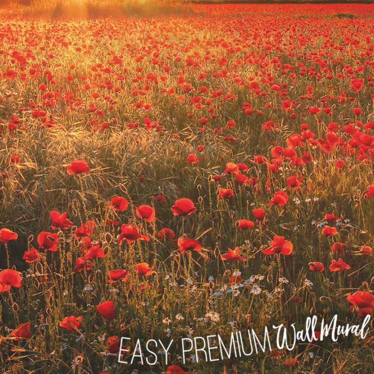 A close up shot of Poppy Field in Sunset Wall Mural