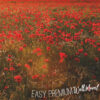 A close up of Red Poppy Flowers Wall Art