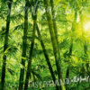 A close up shot of Sunny Forest Wall Mural